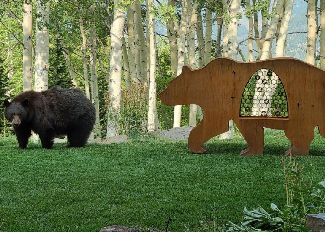 Honey Bear